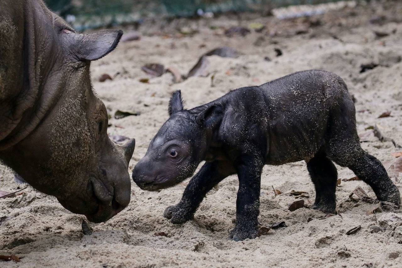 Сколько детенышей носорога родилось в 2001 году. Суматранский носорог детеныш. Детеныш носорога. Исторический носорог. Маленькие носороги Детеныши.
