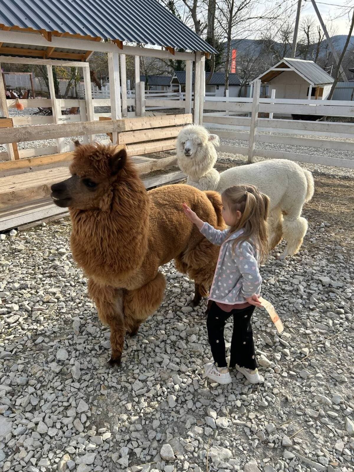 «Ферма альпак»