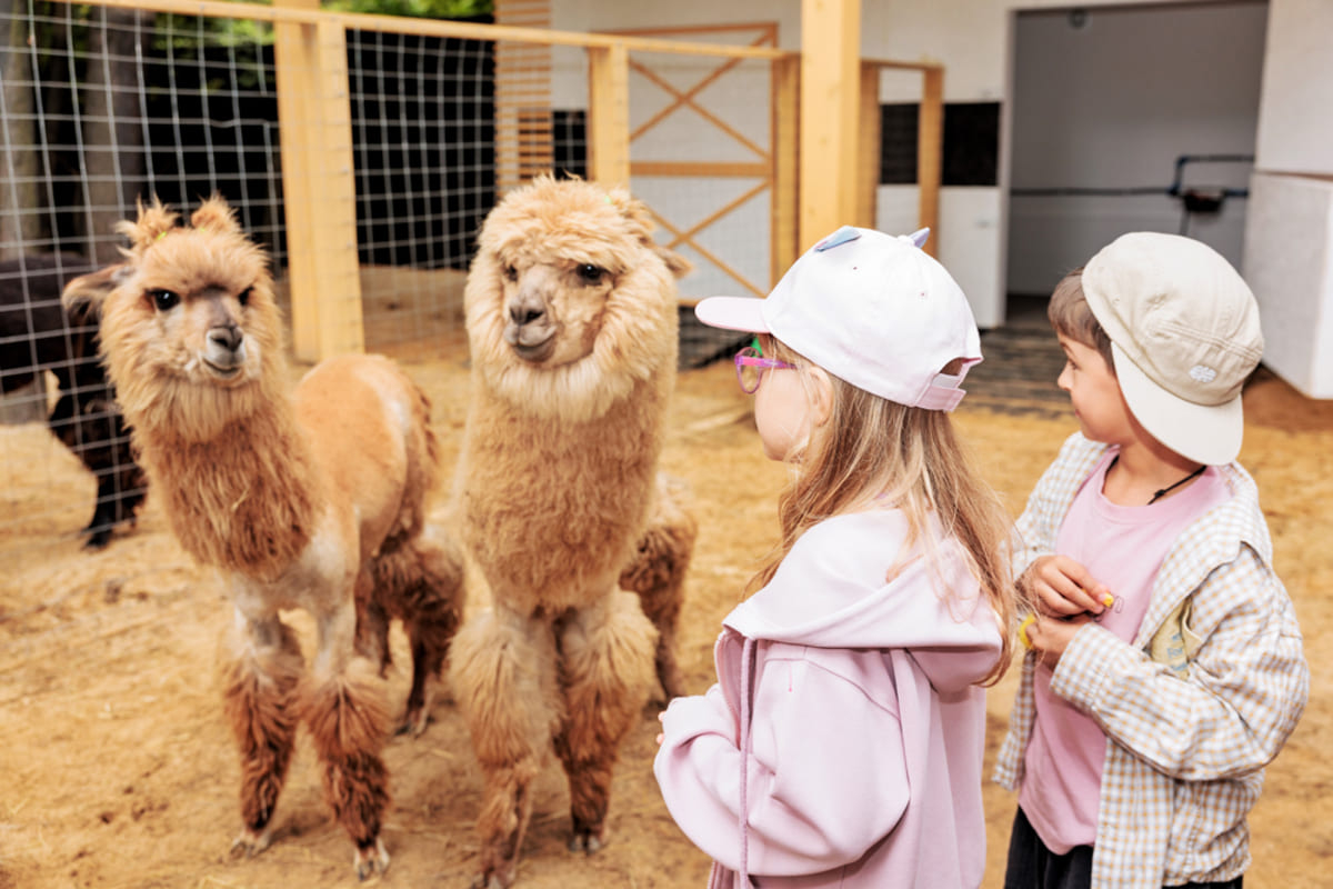 Каникулы «Альпака Парк»