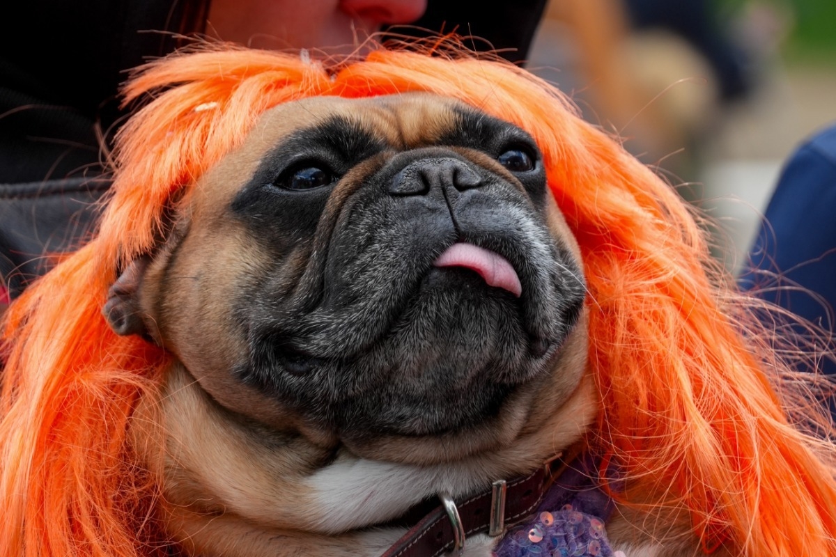Ежегодный благотворительный парад французских бульдогов