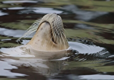 В калининградский зоопарк привезли анорексичного тюленя