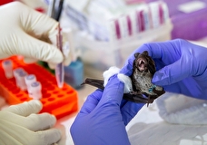 В биолабораториях США на Украине велись опыты с коронавирусом летучих мышей