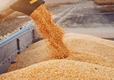 Идея Борреля вывезти с Украины зерно в Европу цинична