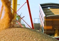 Песков назвал условия для вывоза зерна на морских судах с Украины 