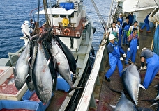 Россия приостановит сотрудничество с Японией по промыслу морских живых ресурсов