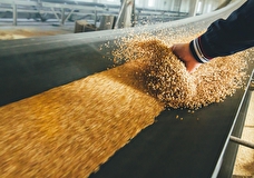 Египет расторг контракты на покупку 240 тонн пшеницы с Украины