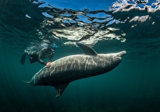 Тренер выброшенных в море в Севастополе дельфинов: мне очень тяжело