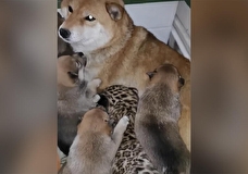 В иркутском зоопарке собака выкормила детеныша леопарда