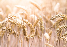 Глава МИУ Кубраков: продление Россией зерновой сделки на 60 дней противоречит соглашению