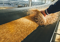 Минсельхоз: Турция приостановит импорт пшеницы