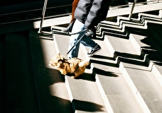 На поводке. 4 маршрута для dog-friendly прогулок с собакой по Москве