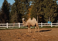 Планы на выходные: едем в Экоранчо в Подмосковье