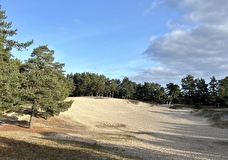 Сосны на морском берегу. Сосновый Бор — город чистого воздуха и спокойствия