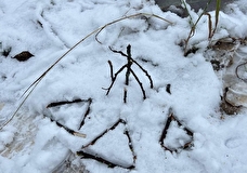 Эко-проект «Сохрани лес» выявил случаи целенаправленного уничтожения молодых деревьев в национальном парке