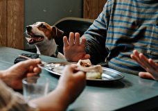 К премьере сериала «Жека Рассел» выпустили музыкальный релиз с собаками