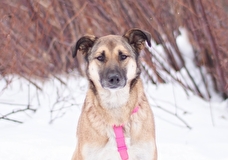 Десерты для собак помогут собрать средства на лечение Эммы