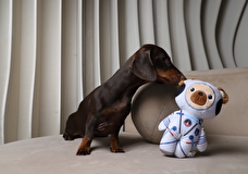 Triol представил космическую коллекцию игрушек для собак к Дню космонавтики