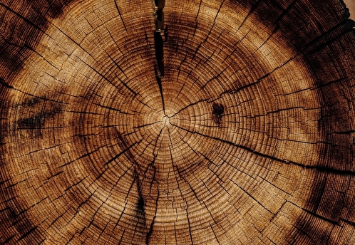 С 2022 года из России запретят вывозить необработанную древесину