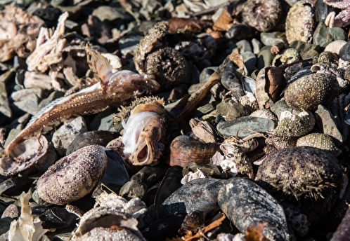 На побережье Камчатки вновь обнаружили мертвых животных
