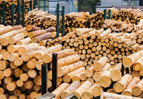 Минпромторг предложил запретить экспорт древесины в недружественные страны