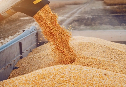 РФ временно прекратит поставки зерновых в страны ЕАЭС и сахара в третьи страны