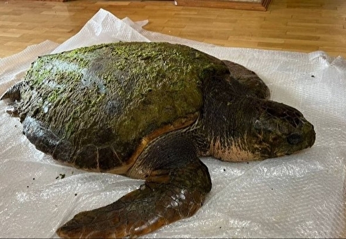 В Анапе спасают выброшенную на берег Черного моря 100-килограммовую черепаху