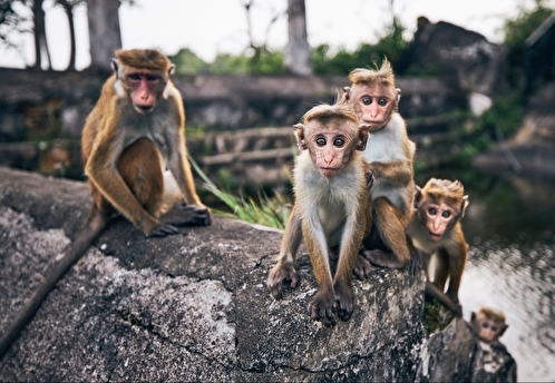 Вирусолог об оспе обезьян: болезнь может протекать тяжело, может протекать легко