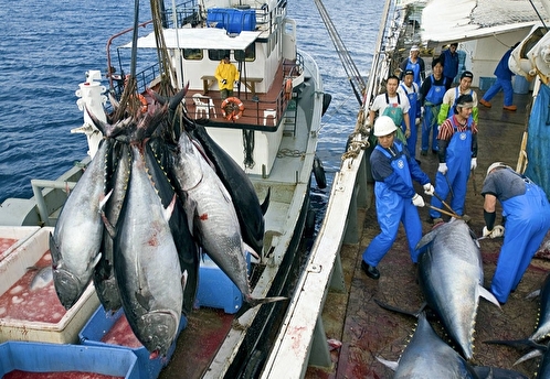 Россия приостановит сотрудничество с Японией по промыслу морских живых ресурсов