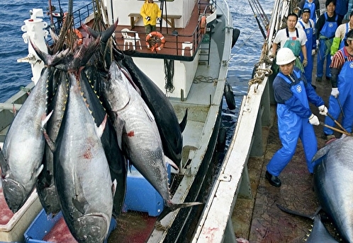 Япония лишится права на вылов рыбы у Курил из-за отказа платить за квоты