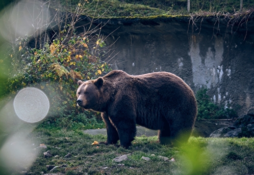 В Приморье женщина спасла ребенка от медведя
