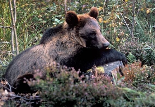 Жительница Красноярска прогнала медведя уговорами