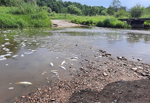 На реке Руть в Подмосковье из-за слива опасных отходов погибла рыба 