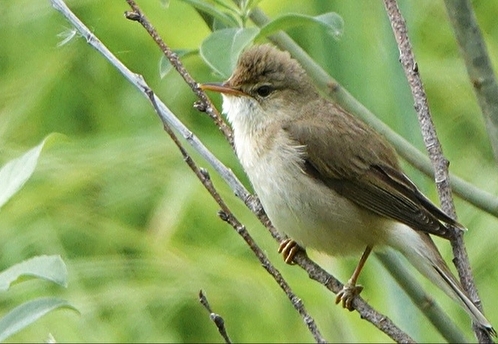 В парке на юго-востоке столицы обнаружили одну из самых певчих птиц