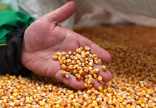 Минсельхоз может отказаться от импорта семян из ЕС и США в качестве контрсанкций