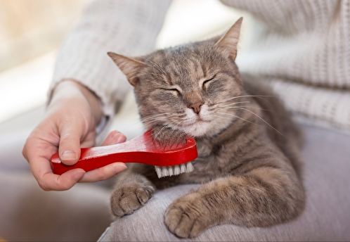 Ветеринар: лук и чеснок ядовиты для кошек