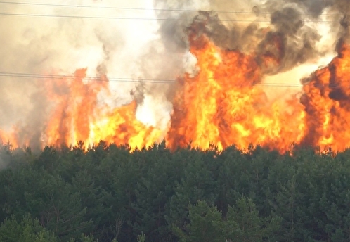В ГД отреагировали на обвинения в адрес властей Рязани в сокрытии масштабов лесных пожаров