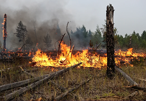 Лесной пожар в Рязанской области будет ликвидирован в течение 1-2 недель
