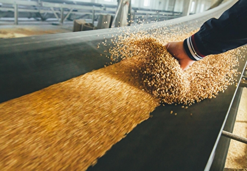Пшеница подорожала почти на 5% на фоне опасений по поводу поставок зерна