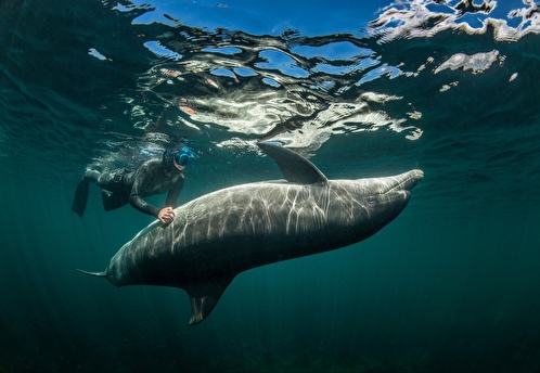 Тренер выброшенных в море в Севастополе дельфинов: мне очень тяжело