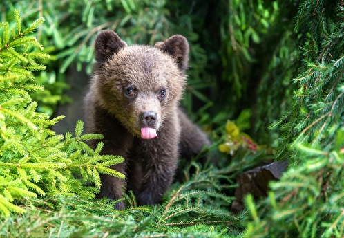 В Башкирии неизвестные застрелили медведицу с медвежатами и кабана