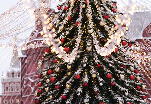 Главной новогодней елкой России станет 27-метровая ель из Волоколамского лесничества