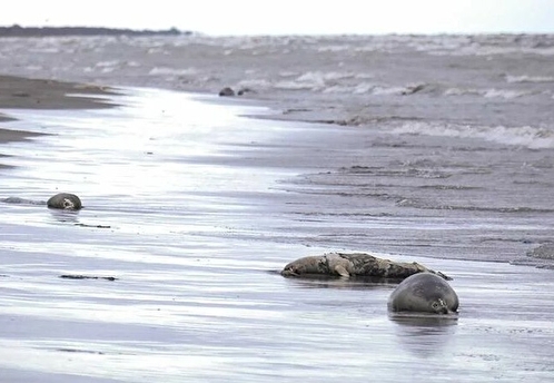 Росприроднадзор назвал причину гибели тюленей в Каспийском море