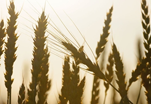 Россия столкнется с трудностями при экспорте пшеницы на мировой рынок