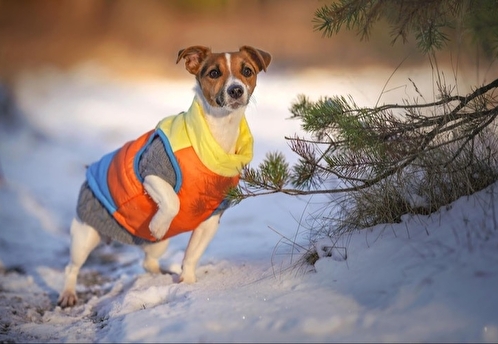 Кинолог: мороз и долгое пребывание на улице могут привести к переохлаждению собаки
