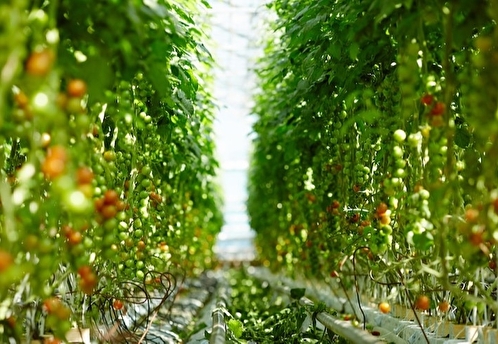 К 2026 году Московская область станет первой по выращиванию овощей в России