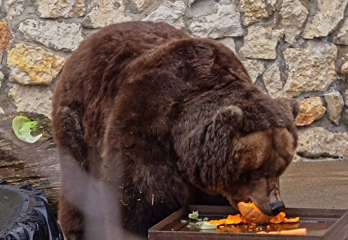 В зоопарке Москвы от зимней спячки очнулись медведи