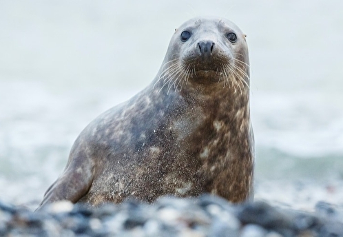В Выборге спасли маленькую самку тюленя