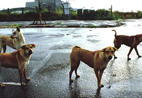 Загрызших ребенка в Оренбурге собак вновь выпустят на свободу
