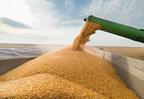 Экономист: дешевое украинское зерно нанесет удар Евросоюзу