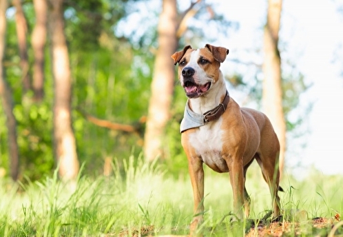 Кинолог: укус гадюки может быть смертельно опасен для собаки